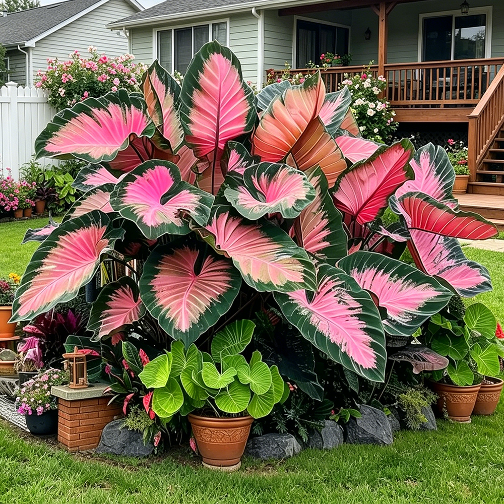 🌈 Giant Caladium Bulbs 🎊The color wizard that creates a dream garden 🌿✨