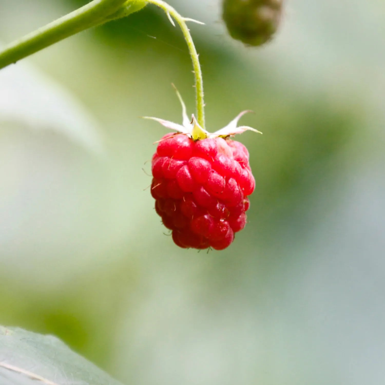 🍓Red Raspberry Seeds