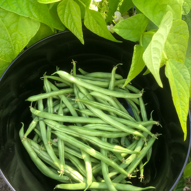 🫛Bush Beans – Ready to Harvest in Just 30 Days!