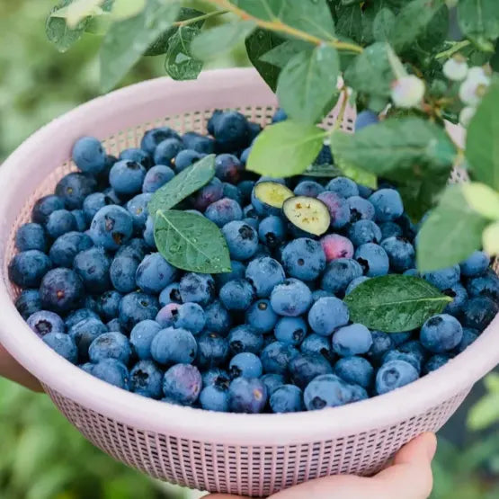 🫐 Sweet Ice Blueberry - Year-Round Harvest - Home Potted Plant - Balcony Backyard