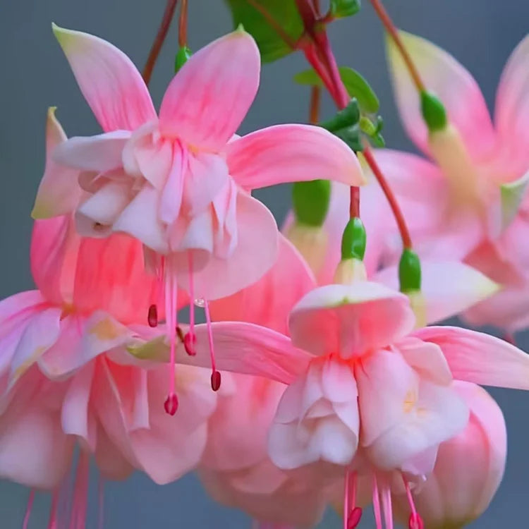 Fuchsia Seeds - Lantern flower