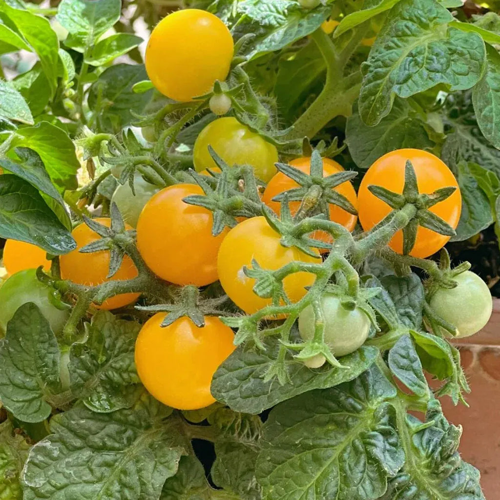 🍅🍅Potted Dwarf Tomato Seeds