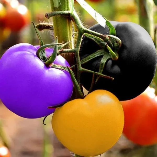Rainbow Tomato Seeds (100 Seeds)