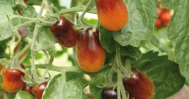 50+ Indigo Pear Drops Tomato Seeds! Heirloom. Open Pollinated. All Natural. Non GMO! Limited Quantity!