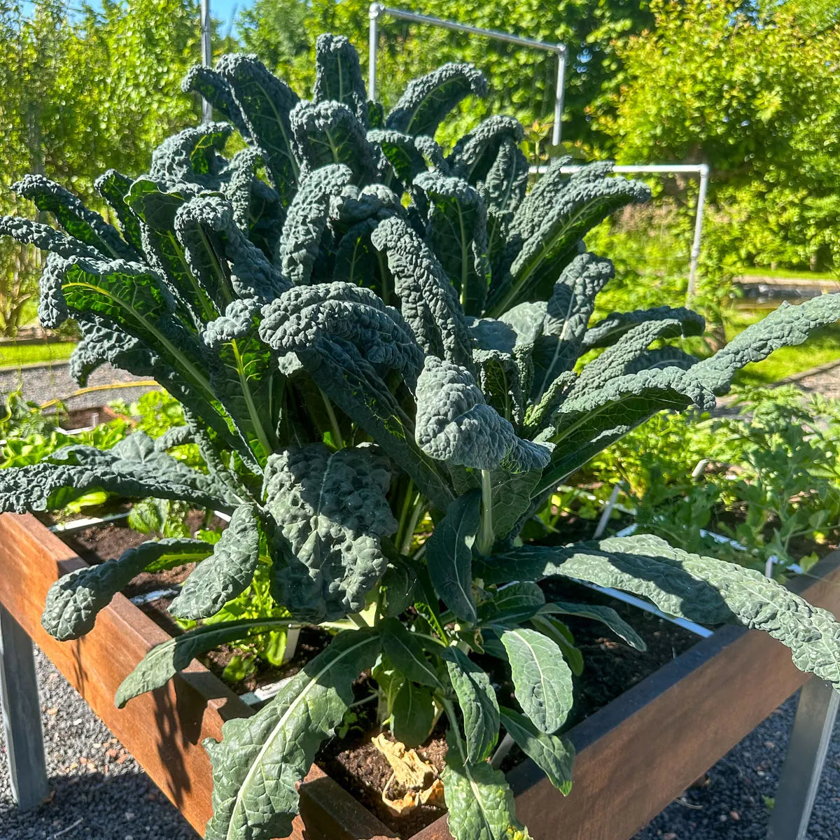 Kale Seeds
