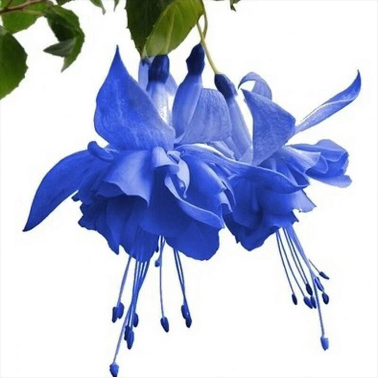 Fuchsia Seeds - Lantern flower