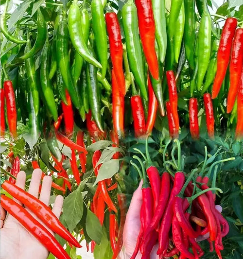 Beauty Pepper Seeds
