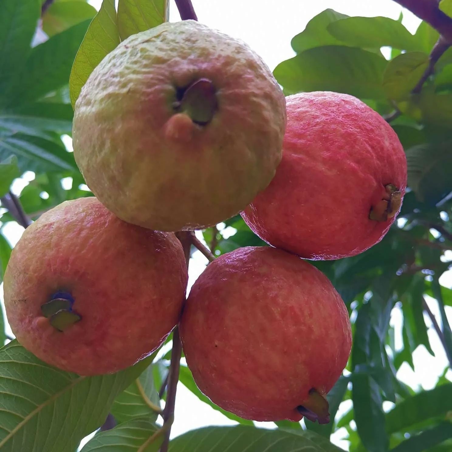Guava Seeds--The Beauty Of Winter❄️