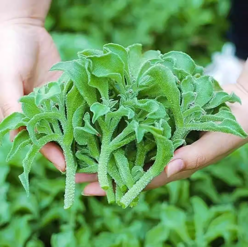 Crystal Ice Vegetable Seeds