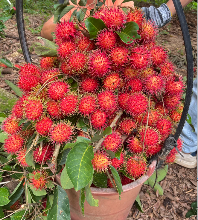 Sweet Rambutan Seeds