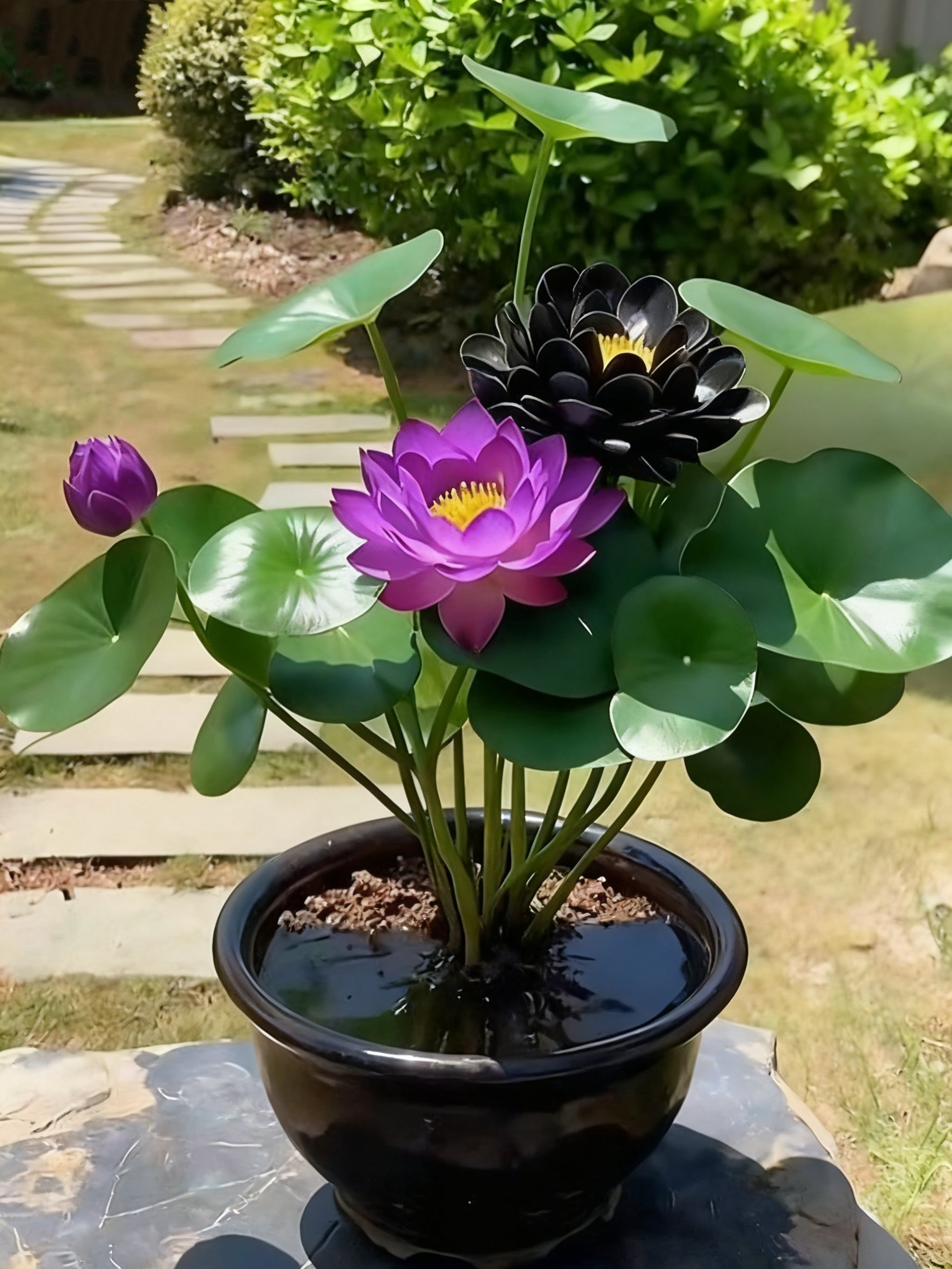 🌌💜 Shadow Essence Lotus – A Rare Beauty for Your Garden 🌸