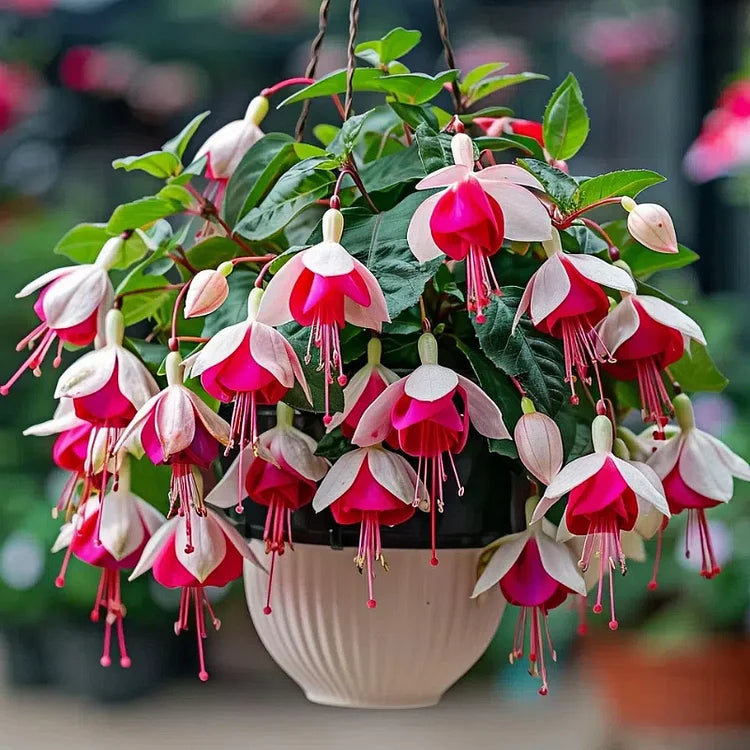 Fuchsia Seeds - Lantern flower