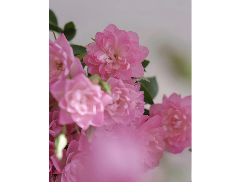 🌸Lotus Star Rose Seeds: Blooming All Year. Bringing Continuous Good Fortune🌸