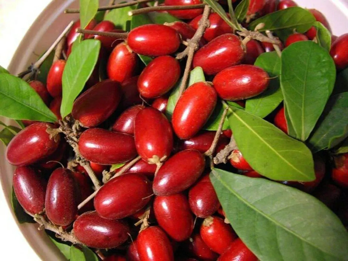 RARE Miracle fruit seeds. Miracle berry