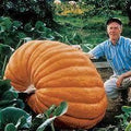 Pumpkin Big Moose
