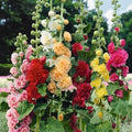 🏆 50K+ SOLD!🌺Double Hollyhock Seeds – Fall & Winter Planting. Perennial Blooms & Stunning Garden Elegance 🍂