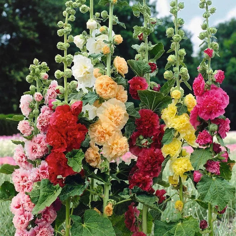 🏆 50K+ SOLD!🌺Double Hollyhock Seeds – Fall & Winter Planting. Perennial Blooms & Stunning Garden Elegance 🍂