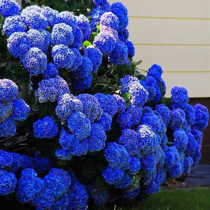 🔥 Limited Edition! Red. White & Blue Hydrangeas for America's 250th 🇺🇸