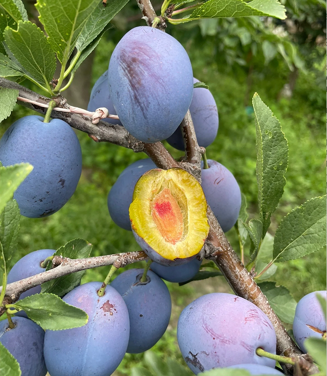 Prune Plum Trees Seeds
