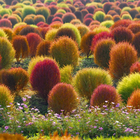 ❤️Bassia Scoparia Seeds——Colorful Grass Ball