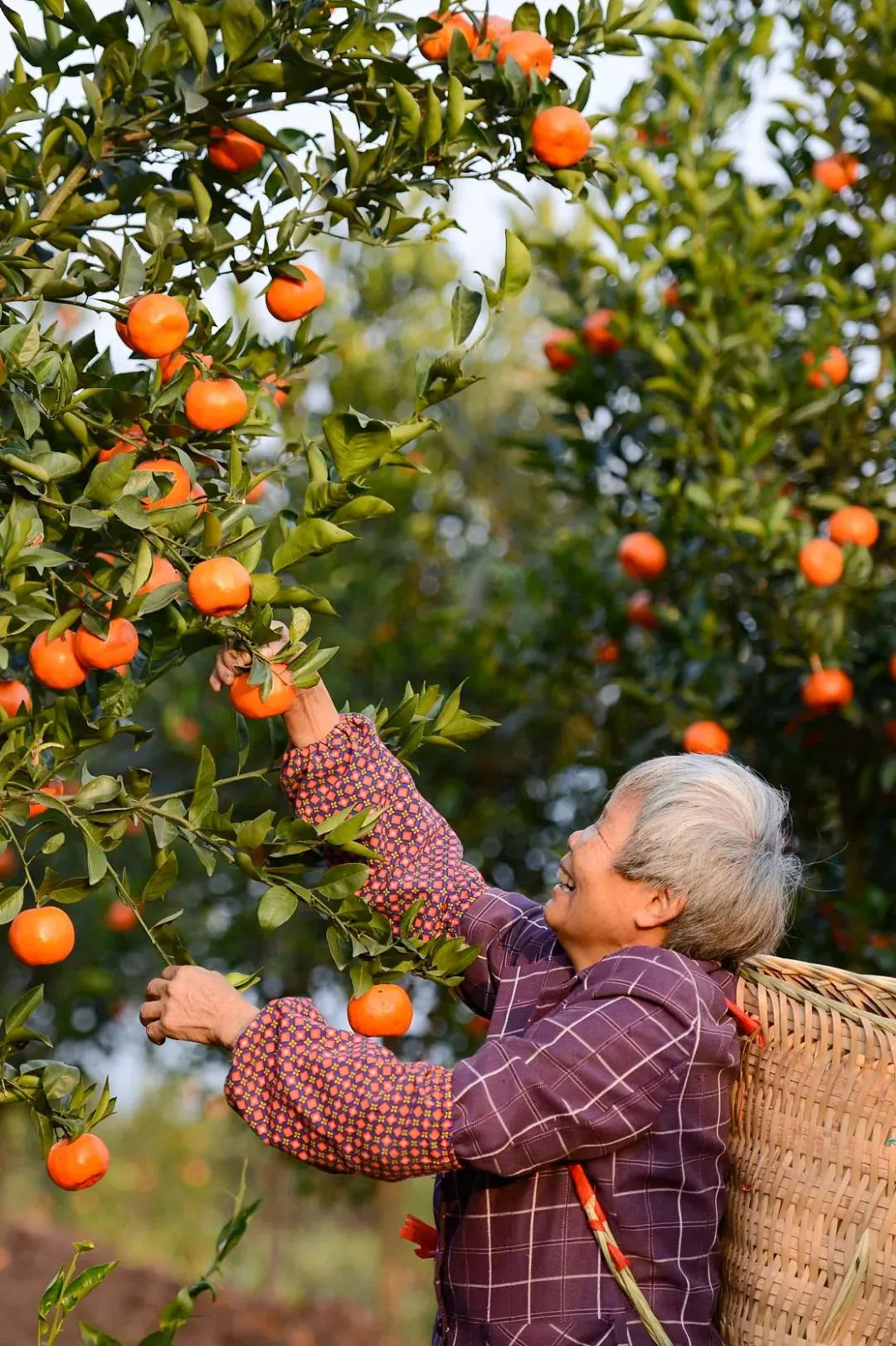 🍊Red Tangerine Seeds-Sweet. Juicy. Abundant Harvests