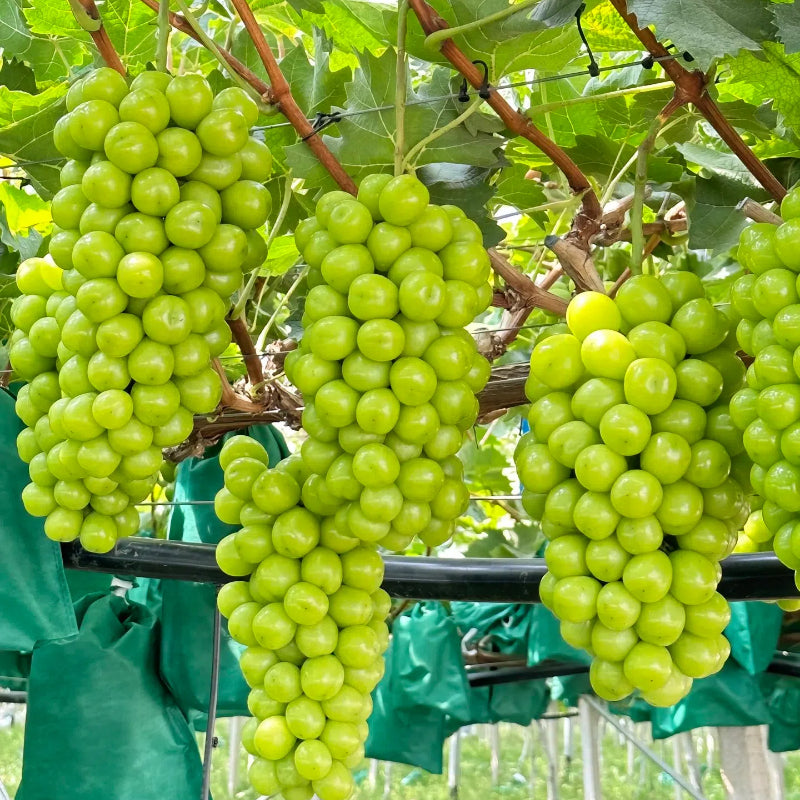 Shine Muscat Grapes Seeds