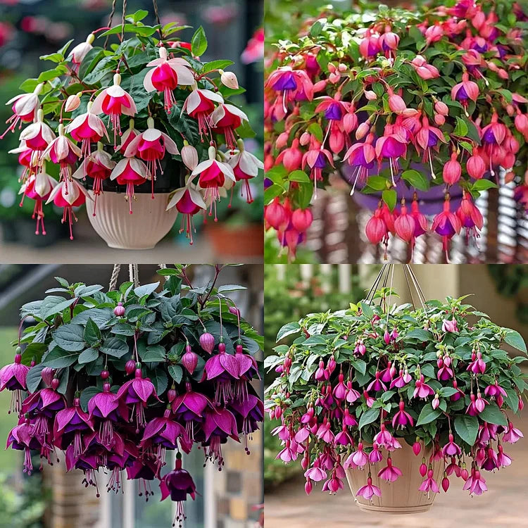 Fuchsia Seeds - Lantern flower