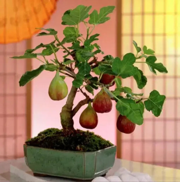 Fig Tree Seeds (Ficus carica). Sweet Fruit Shrub