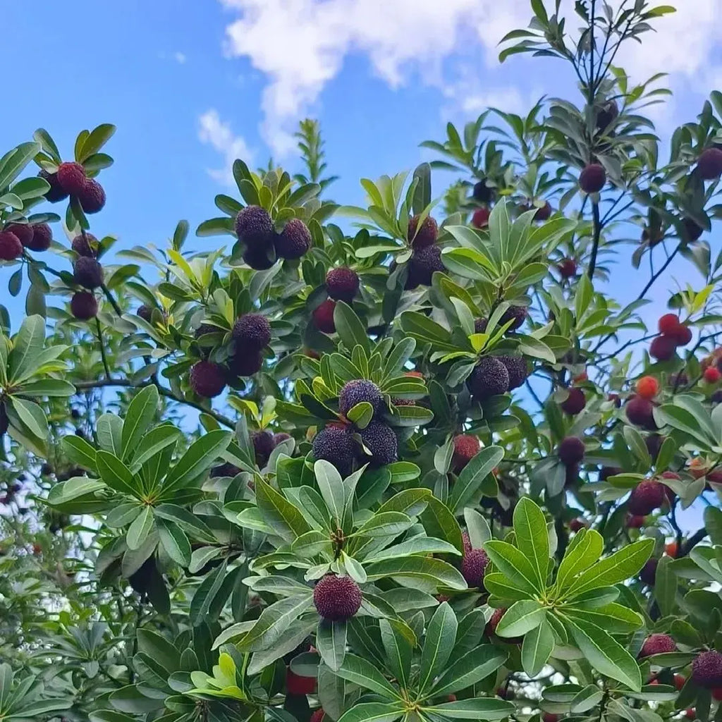 🍒 Giant Black Pearl Bayberry Seeds