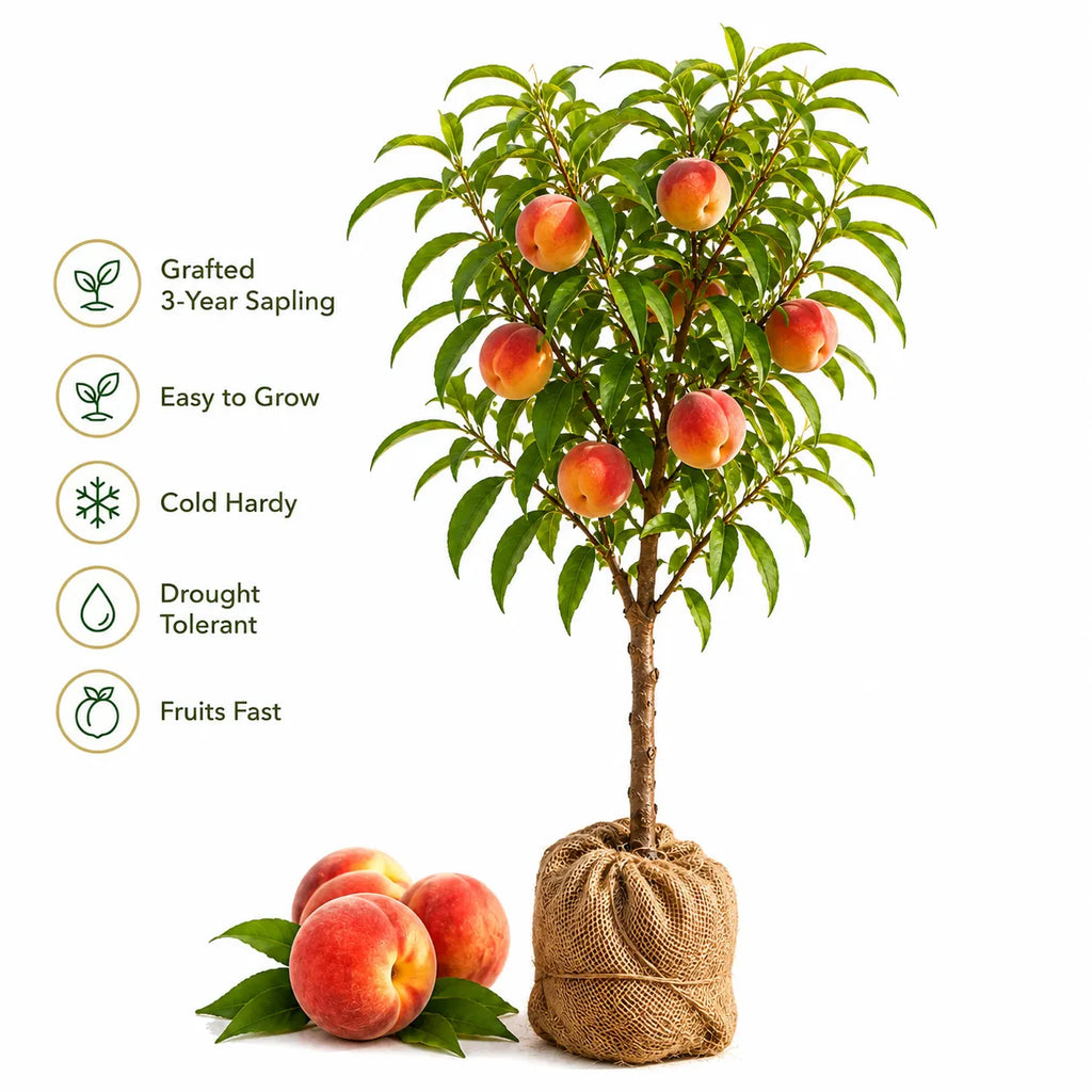 Blood-Forming Red Peach Tree Sapling — Grafted 3-Year Sapling