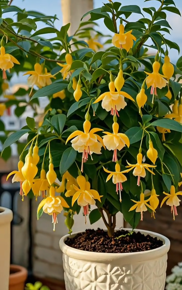Fuchsia Seeds - Lantern flower