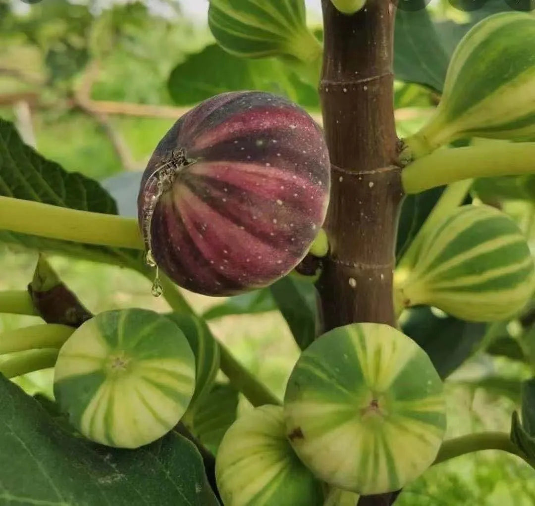 Rainbow Figs Seeds 👍 higher quality