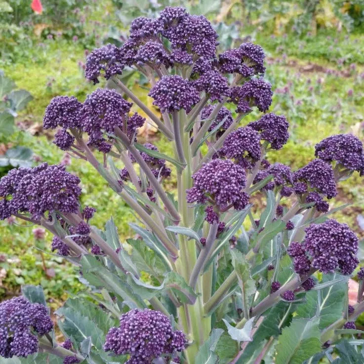 🥦Rare Broccolini Seeds