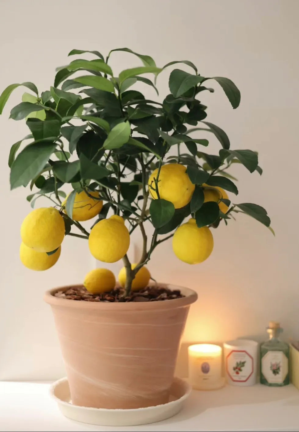 High Survival Rate Lemon Tree Seeds