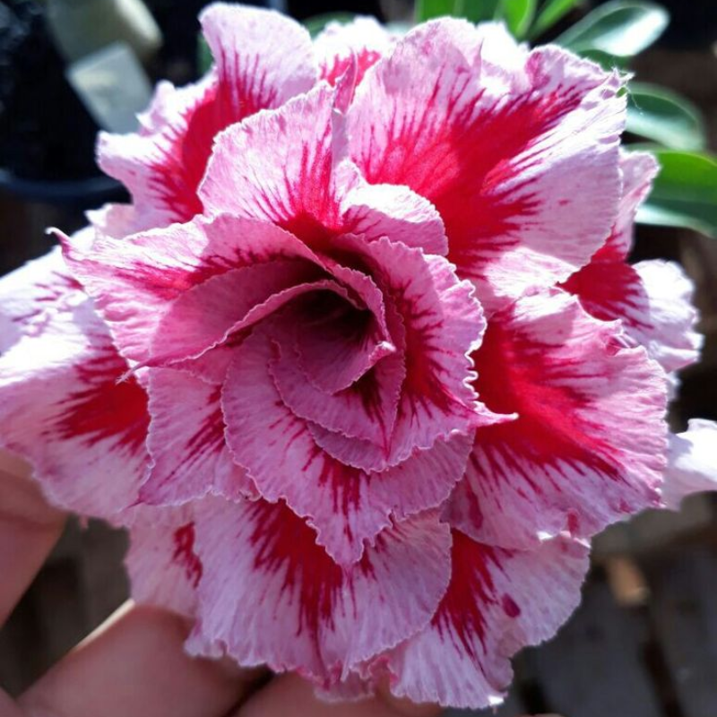 🎁Desert Rose Bulbs🌵Super easy care! 🌸 Adenium Obesum Bulbs