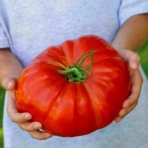 Giant Delicious Tomato / Up to 2kg (20 Seeds a Pack)