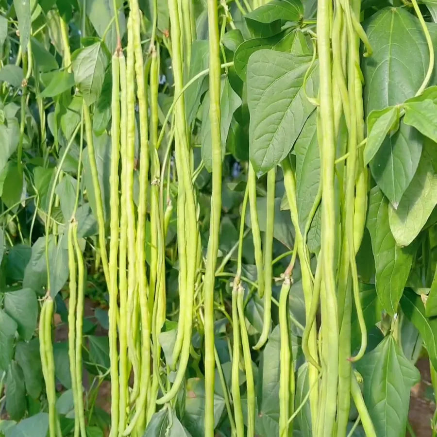 Long cowpea: A high-yielding vegetable in a short time