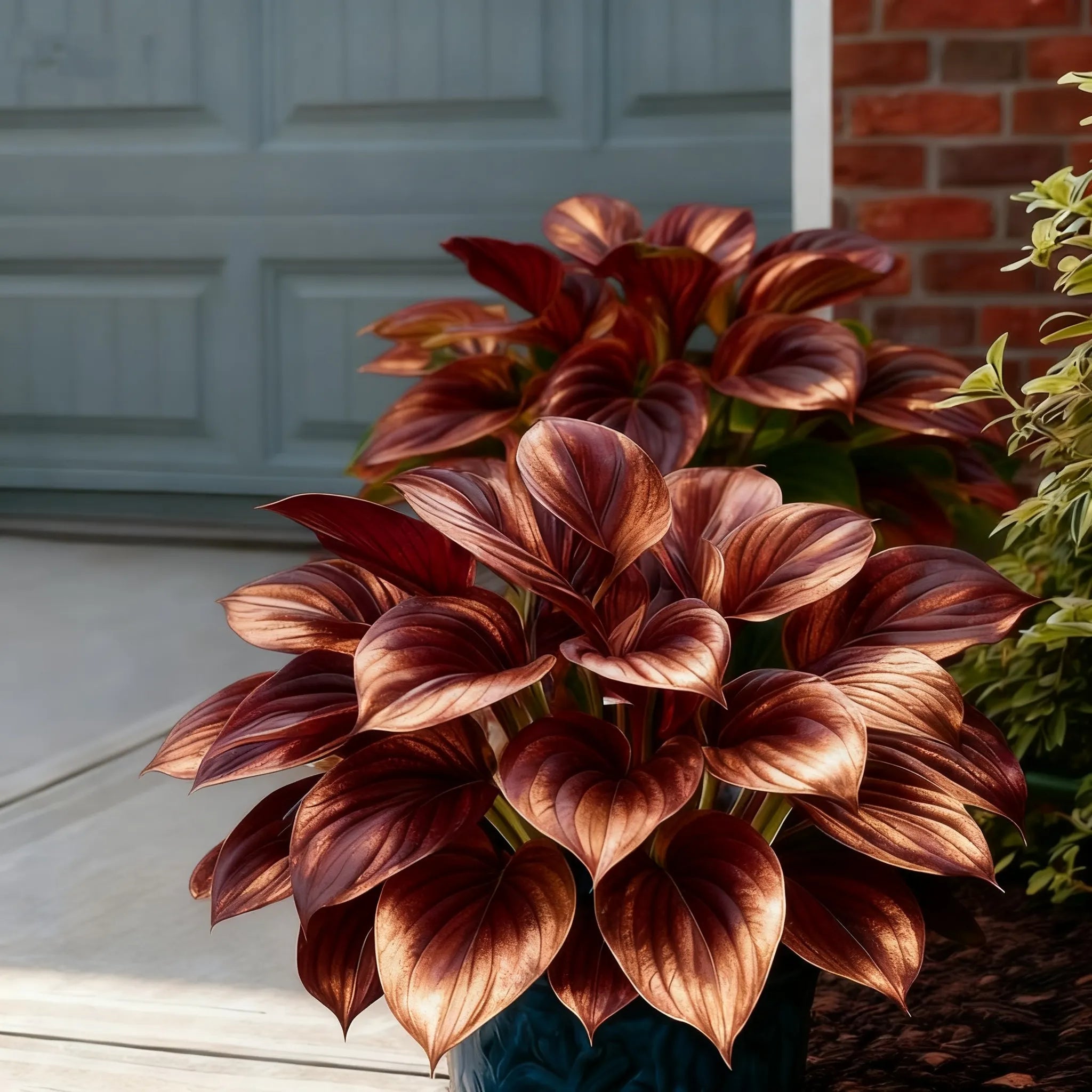 🌈🔥 Limited Edition Rainbow Flame Hostas -Rare Multicolor Foliage. Exclusive to Our Store 🌸
