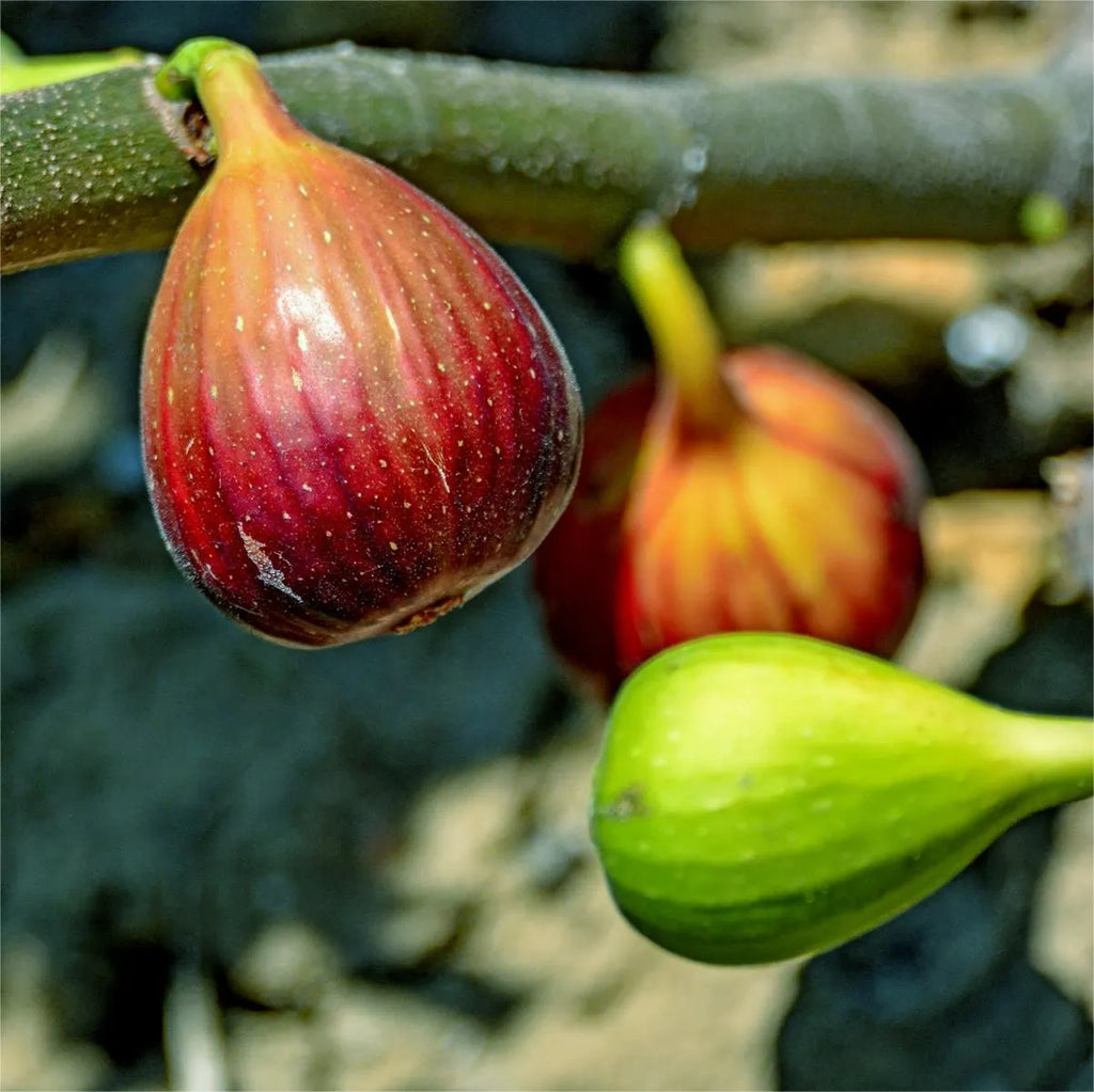 SweetHarvest Fig Seeds