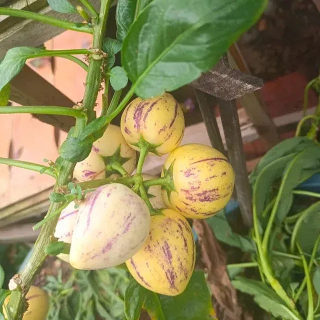 Ginseng Fruit Seeds