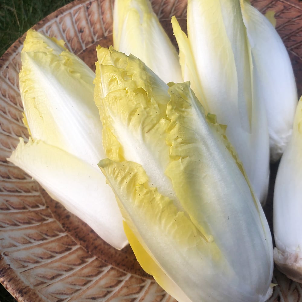 Golden Magnolia Seeds—The Prince of European Vegetables