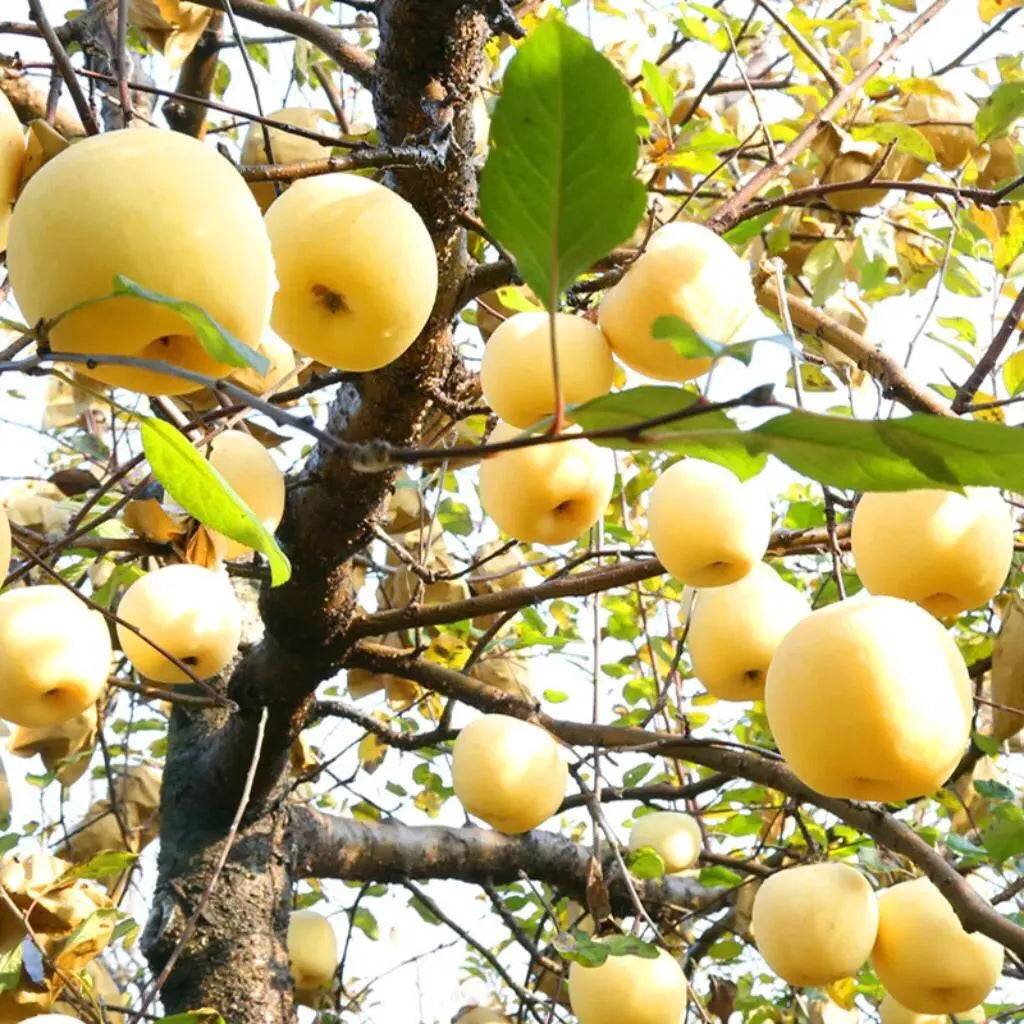 Golden Apple Seeds