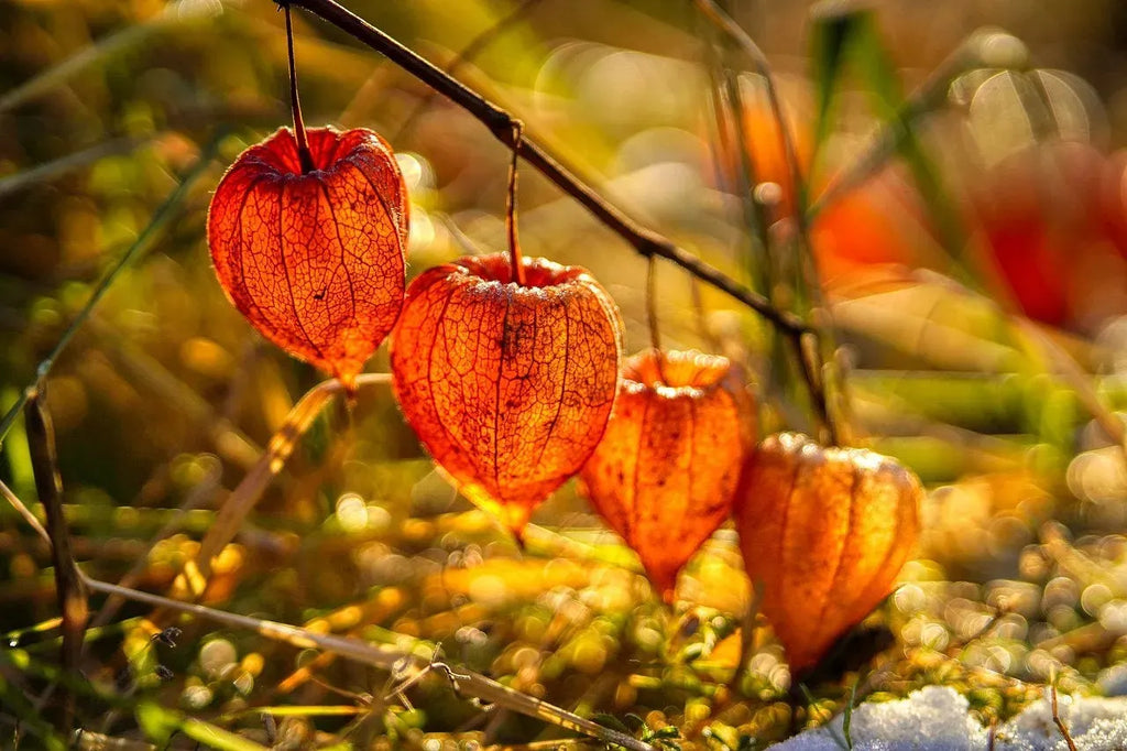 🎉65% OFF💥🔥Lantern Cherry Seeds🍓🍒Winter Ground Cherry-Strawberry Ground Cherry