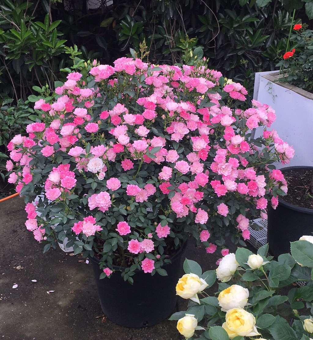 🌸Lotus Star Rose Seeds: Blooming All Year. Bringing Continuous Good Fortune🌸