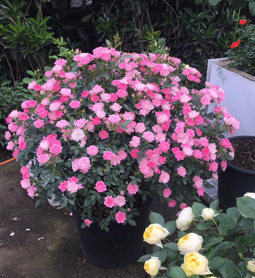🌸Lotus Star Rose Seeds: Blooming All Year. Bringing Continuous Good Fortune🌸