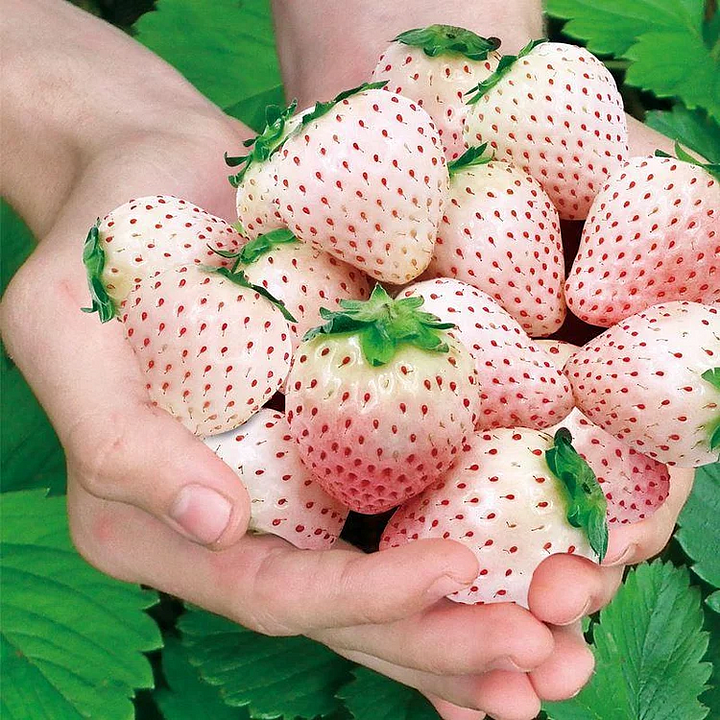 Black Pearl Strawberry Seeds