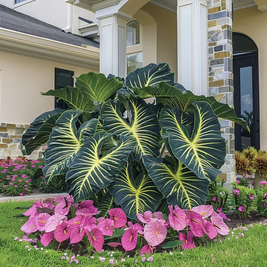 🌈 Giant Caladium Bulbs 🎊The color wizard that creates a dream garden 🌿✨