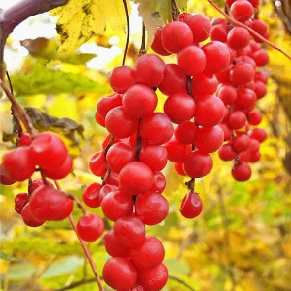 Egrow 50Pcs(100Pcs)/Pack Schisandra Seeds Chinese Magnolia Vine Edible Garden Fruit Tree Seed DIY Plants