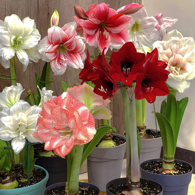 🌺Double-Petaled Perfume Amaryllis Bulbs