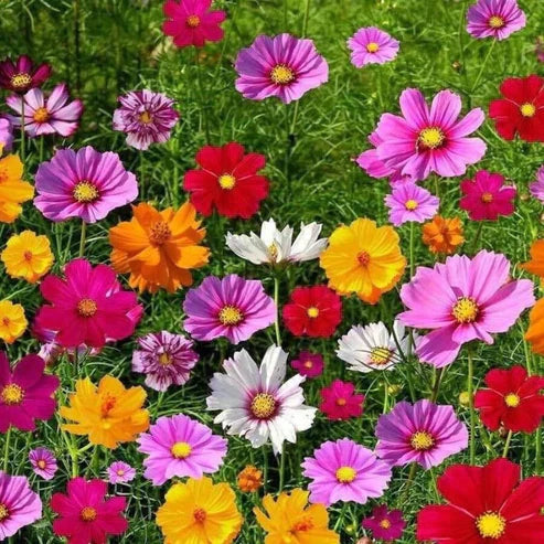 🔥Last day clearance💝Premium Cold-Hardy Mixed Perennial Flower Seeds - Selected 40+ Fall Planting Mix